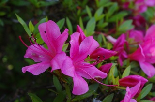 IMGP0109.JPG