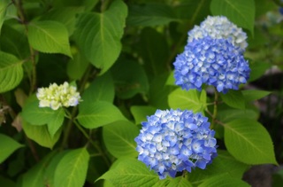 IMGP0203.JPG